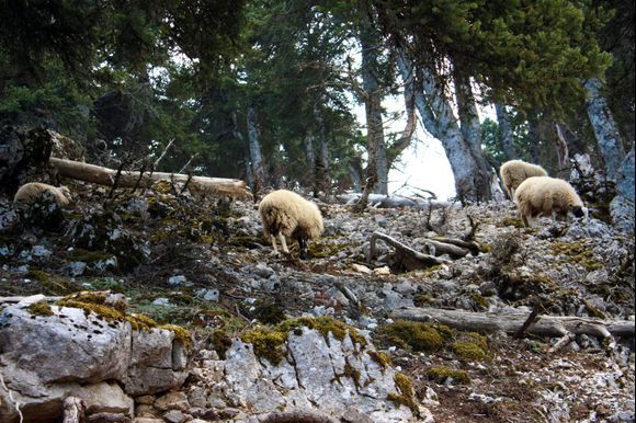 Sheeps at Ainos Oros