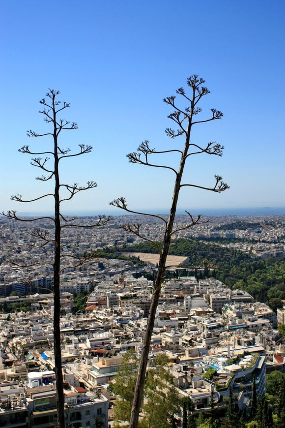 Agave on Lycabettus Hill