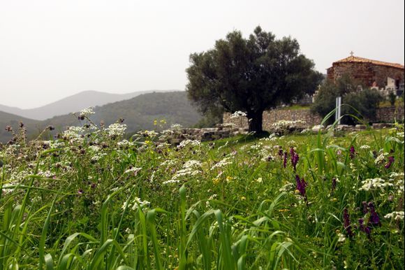 Ancient Messene in spring.