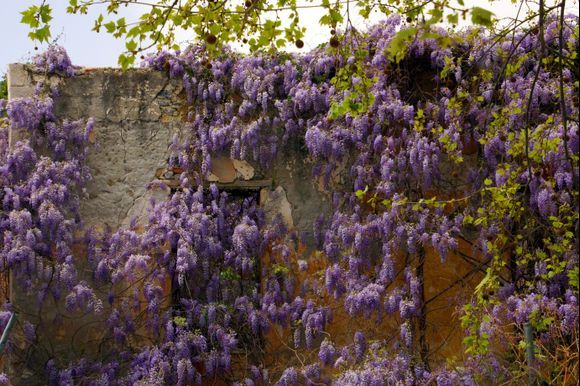 Kalamata wisteria