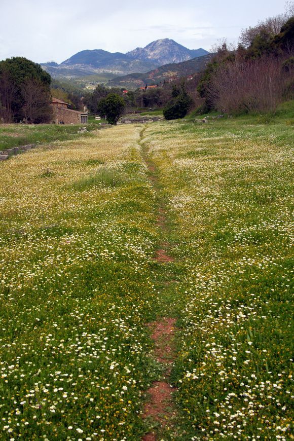 Spring flower carpet at Ancient Thermos, once the capital of the Aetolian League.