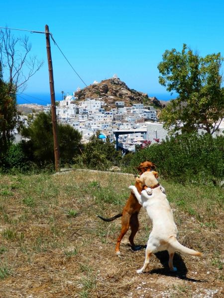 Greek dogs love to dance.