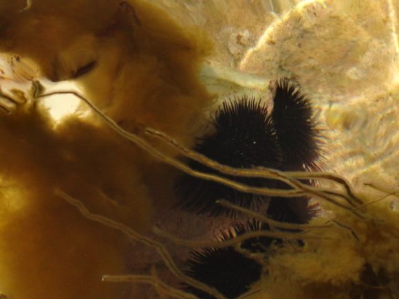 Urchin. Seaweed.