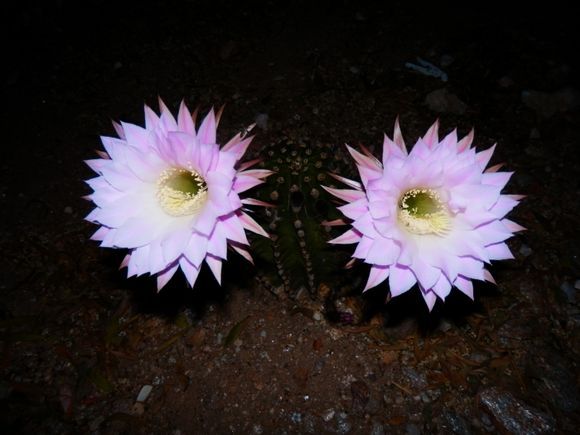Night flowering cactus.