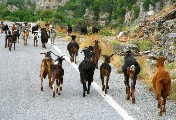 Near Sparti.
Goats on the road....