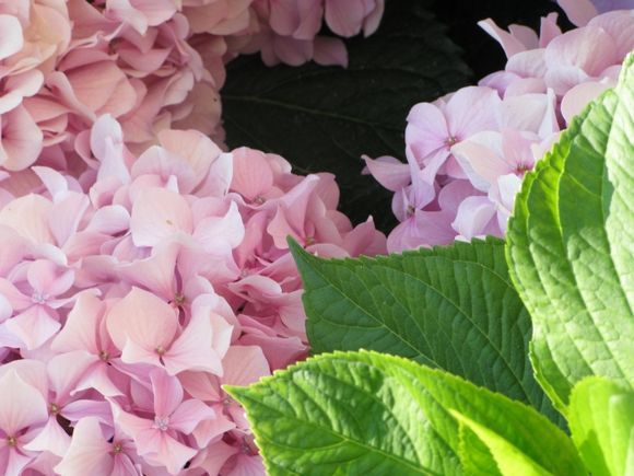 Hydrangeas in Nidri