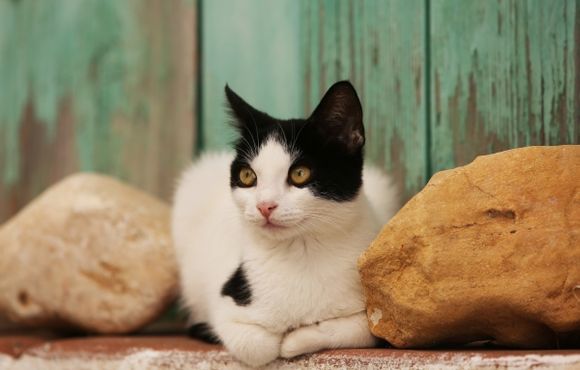 Cat and stones on the sill