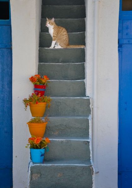 Agios Kostantinos cat