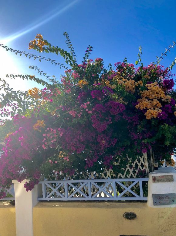 Santorini flowers