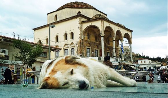 A beautiful dog sleeping peacefully on Monastiraki square.