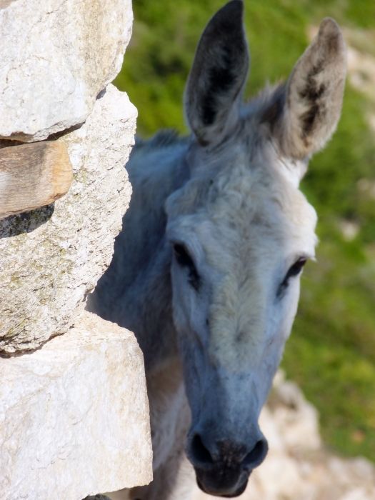 Donkey and stone wall