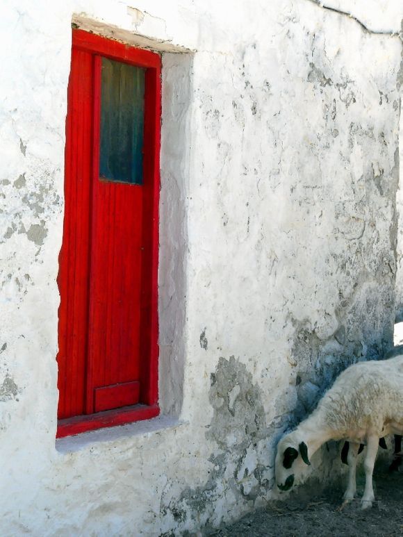 House with decayed wall and red wooden door and sheep. Klima, Milos island