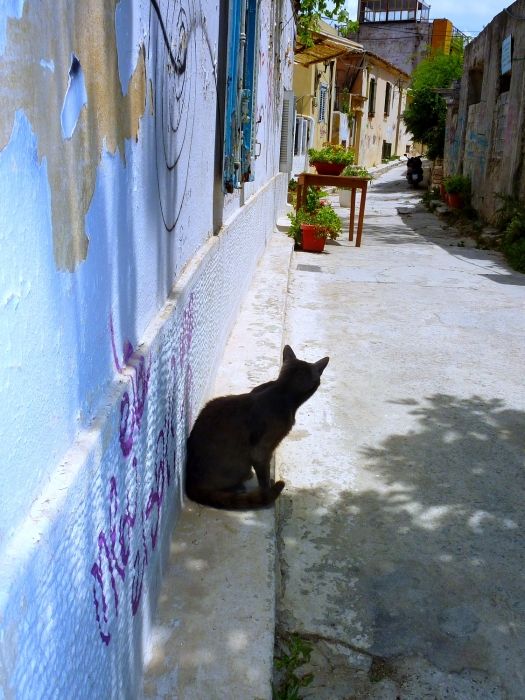 Colorful street with cat, Anafiotika