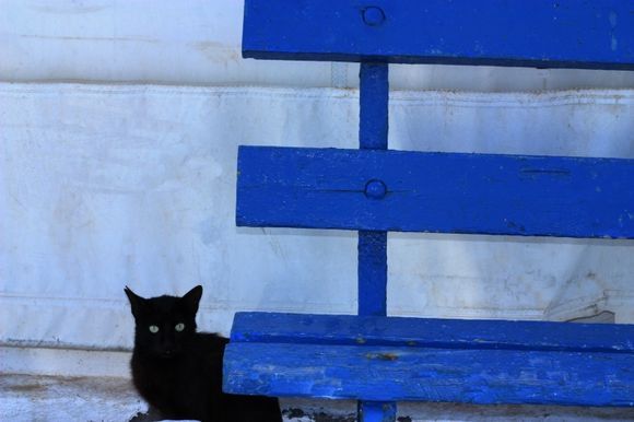 Black cat and blue bench in Merihas