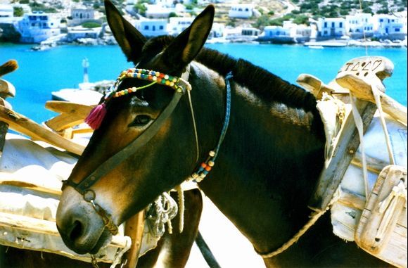 Donkey with harness on the edge of sea, Alopronia