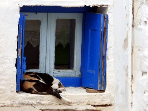 Cat sleeping near the window of traditional house