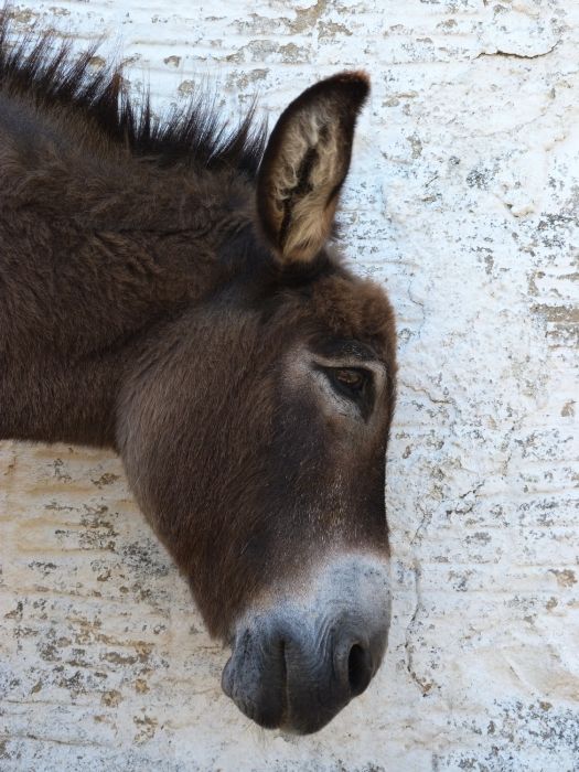 Donkey profile