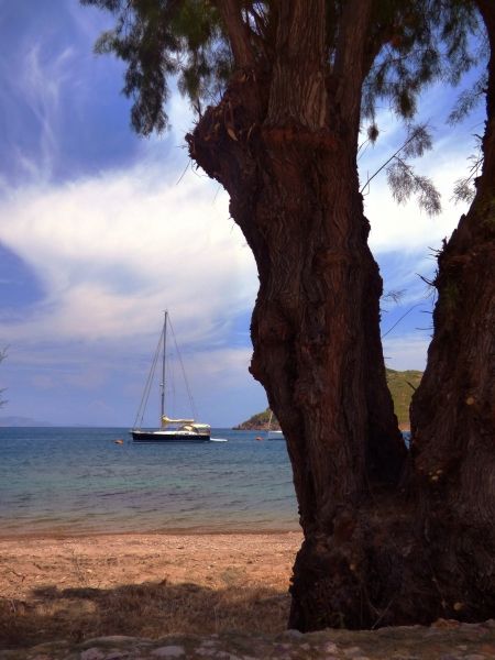 Tree and sailboat