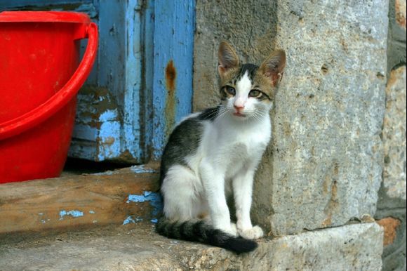 Cat on doorstep, Pothia