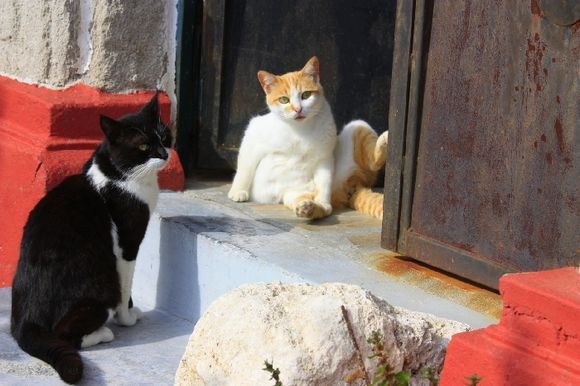 Cats in front of red-walled Koskinou house