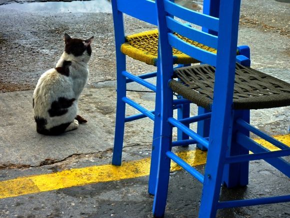Cat and taverna chairs