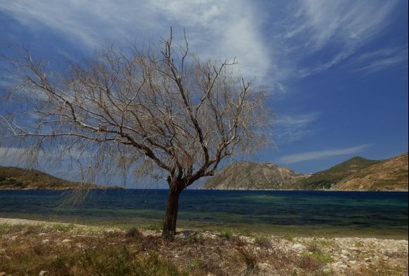 Dry tree, sky and sea