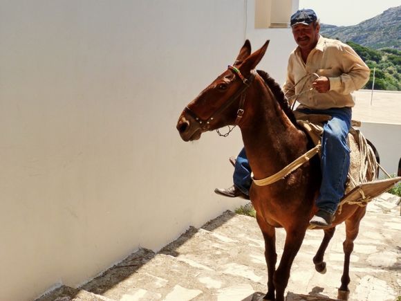 Man riding a mule