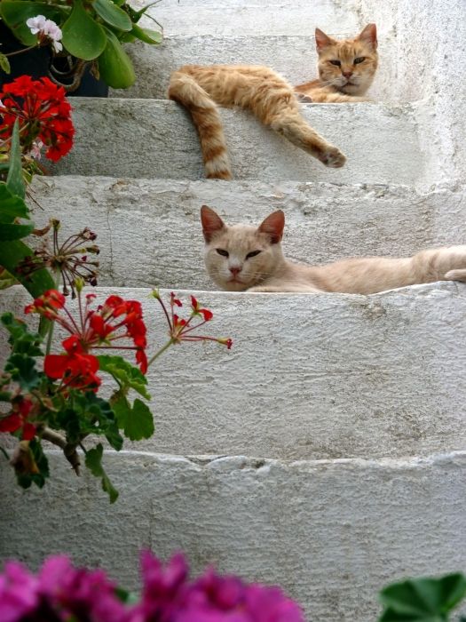 Cats on flowered steps