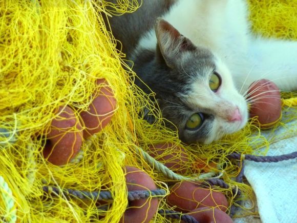 Cat and yellow fishing nets, Merihas