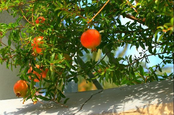 Pomegranate in Pothia