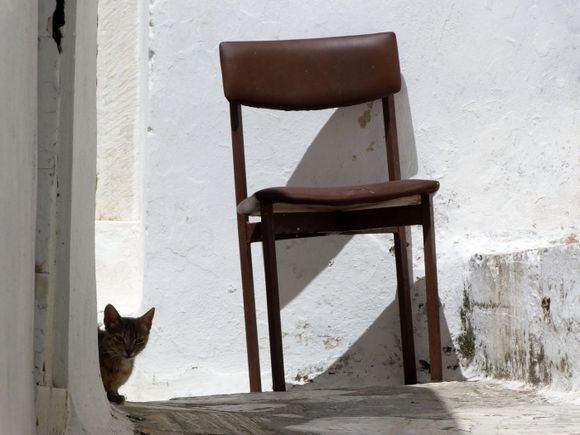 Cat, chair, light and shadow