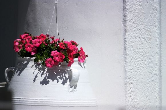Whitewashed wall, white pot and pink blossoms