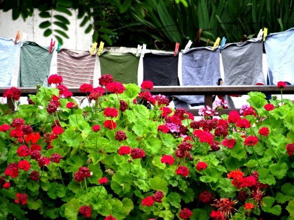 Hanging laundry with geranium flowers, Ammouliani island