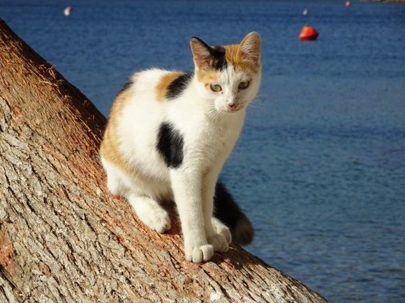 Cat on a tree, Emborios port