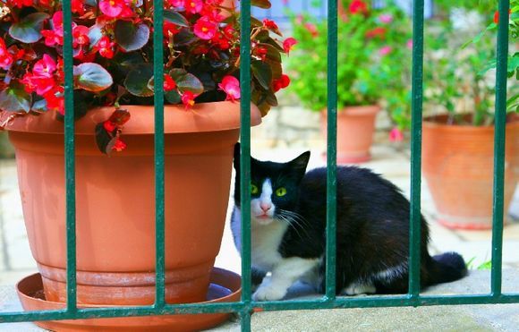 Cat behind bars, garden in Gaios