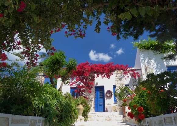 House with bougainvillea