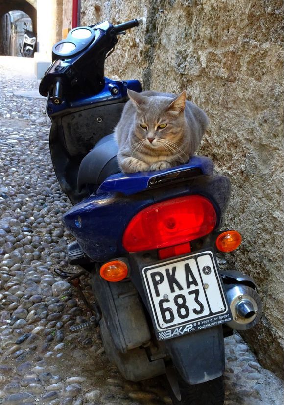 Cat sitting on a motorbike in Rodos old town
