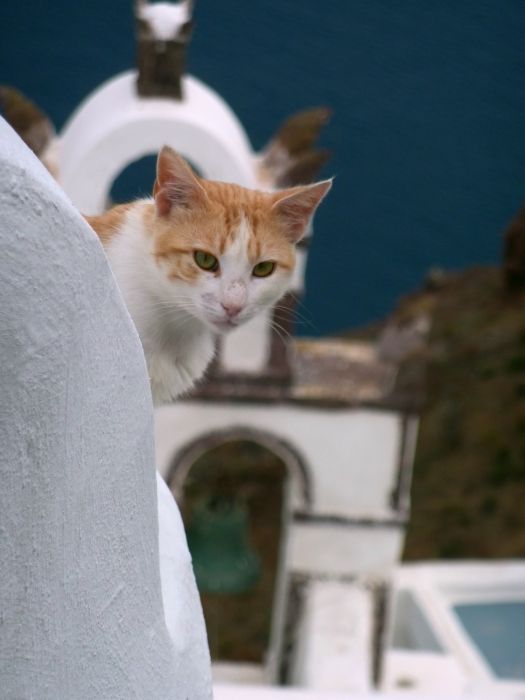 Cat on wall