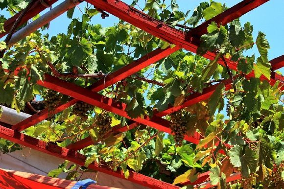 Grapevine and red wooden structure, Kaminia