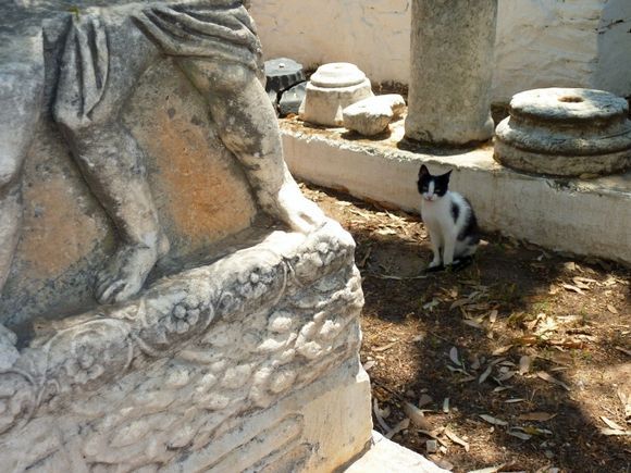 Archeological site with cat, Catholico, Chora
