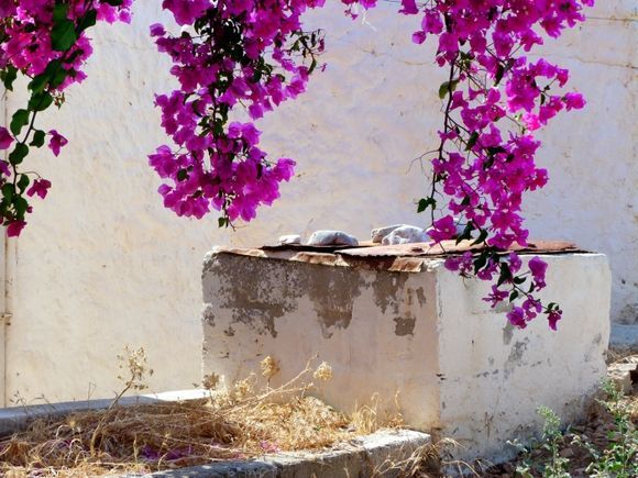 Country well and pink bougainvillea