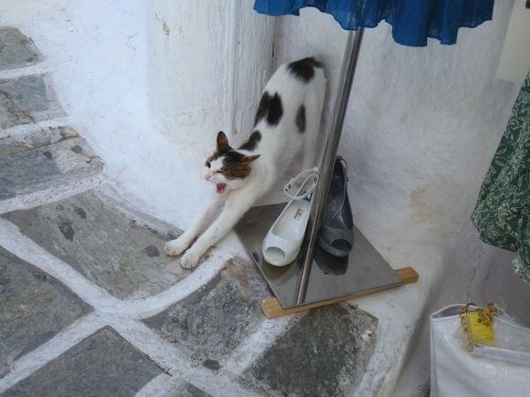 Cat stretching at shoestall in Chora alleys