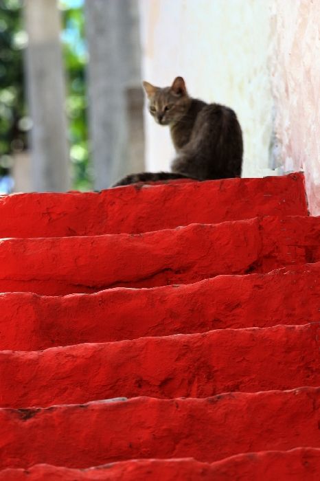 Red steps with cat, Kaminia