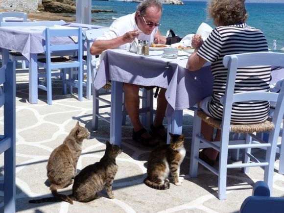 Harbour, couple at taverna and cats