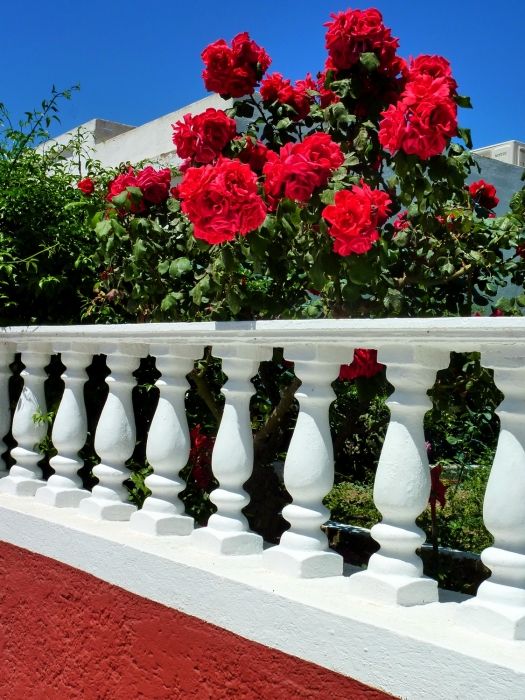 Red roses and wall, Steni village