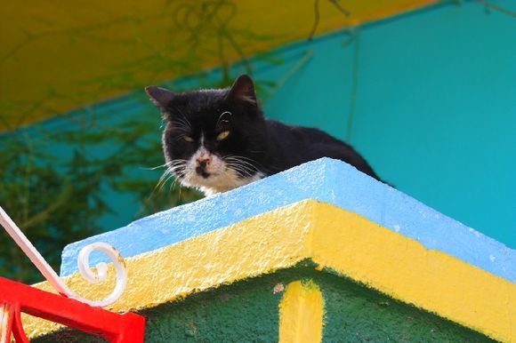 Cat at colorful house, Koskinou