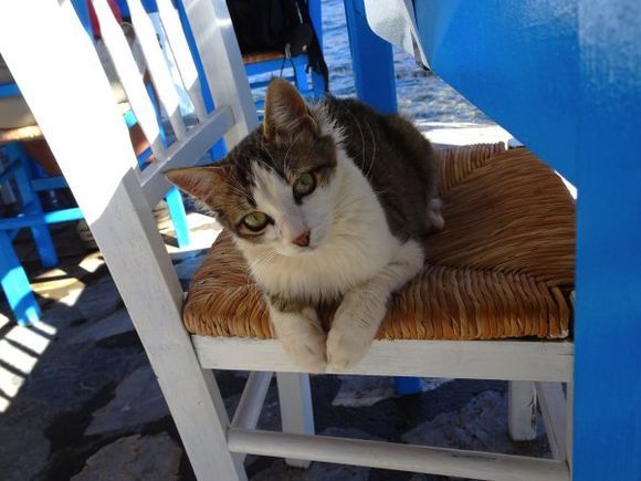 Cat sitting on a chair at Telendos island taverna