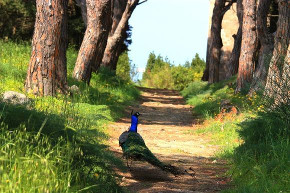 Beautiful colorful peacock on a quiet alley of Filerimos hill