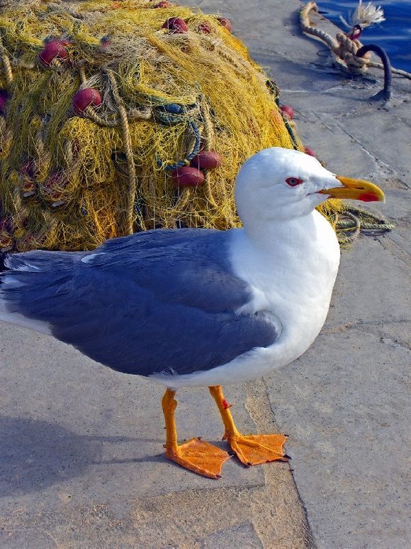 Seagull in Grikos harbour