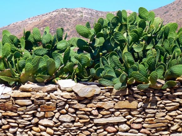 Stone wall and cactus